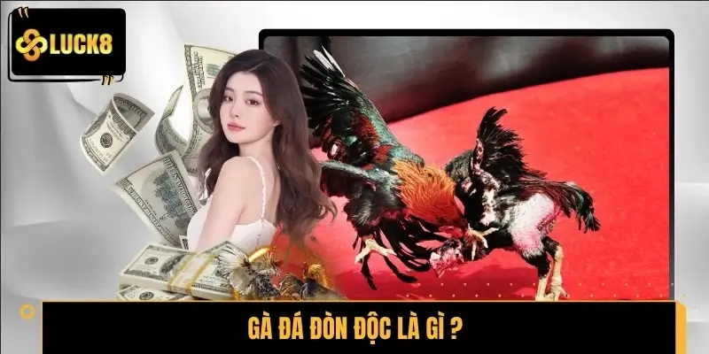 Gà đá đòn độc là gì và thế đá nào được tính là đòn độc?