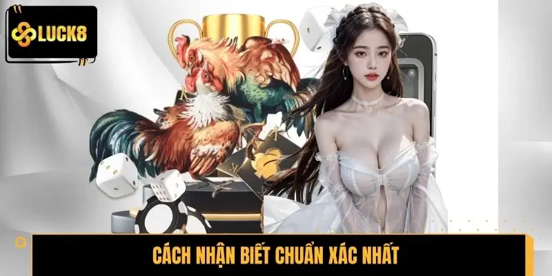 Gà đá đòn độc và cách nhận biết chuẩn xác nhất